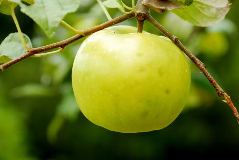 Lodi Apple