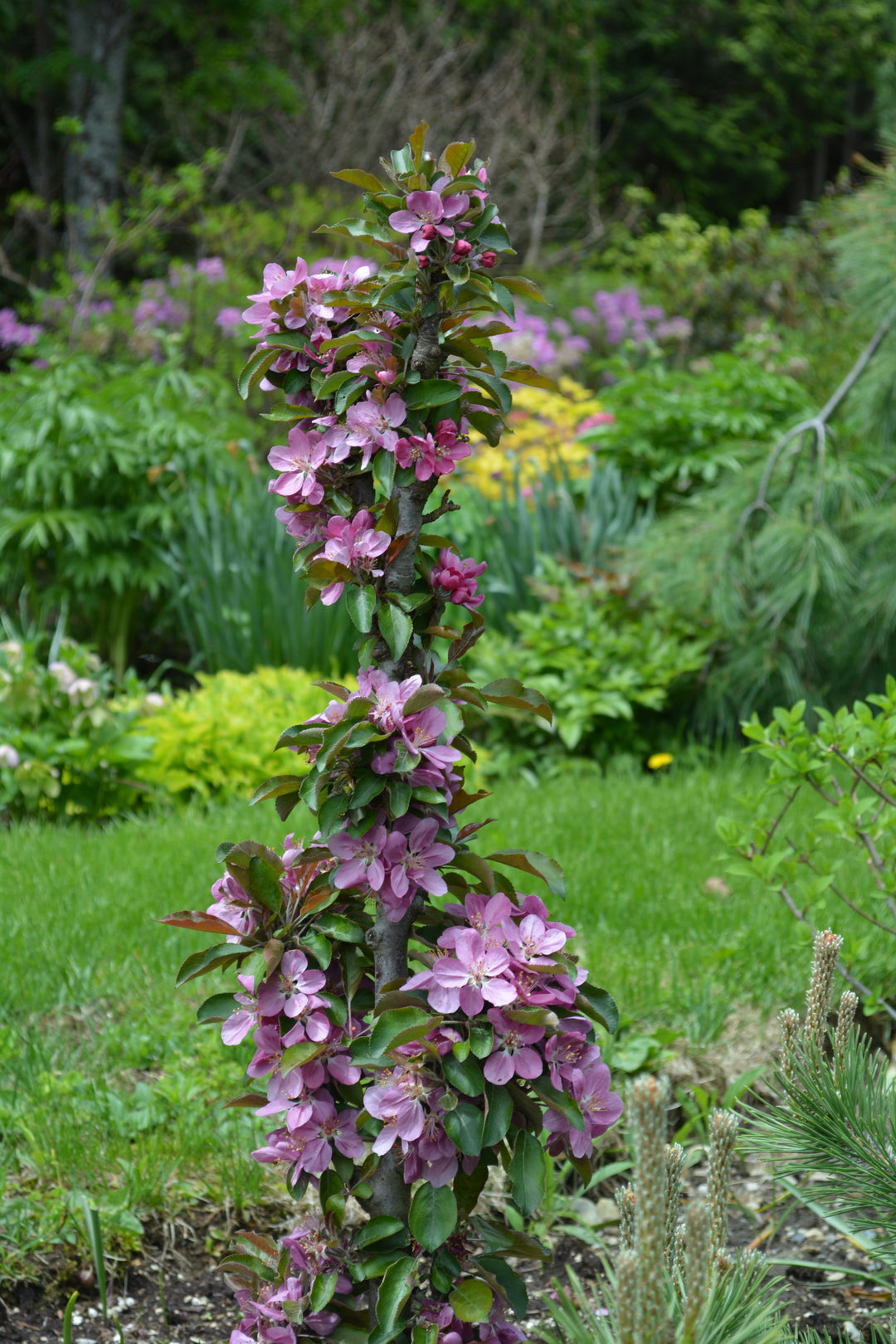 Dreamweaver Crabapple