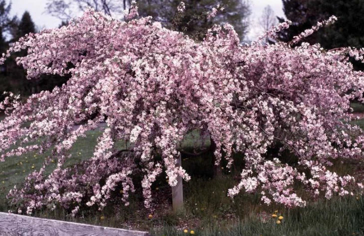 Louisa Crabapple