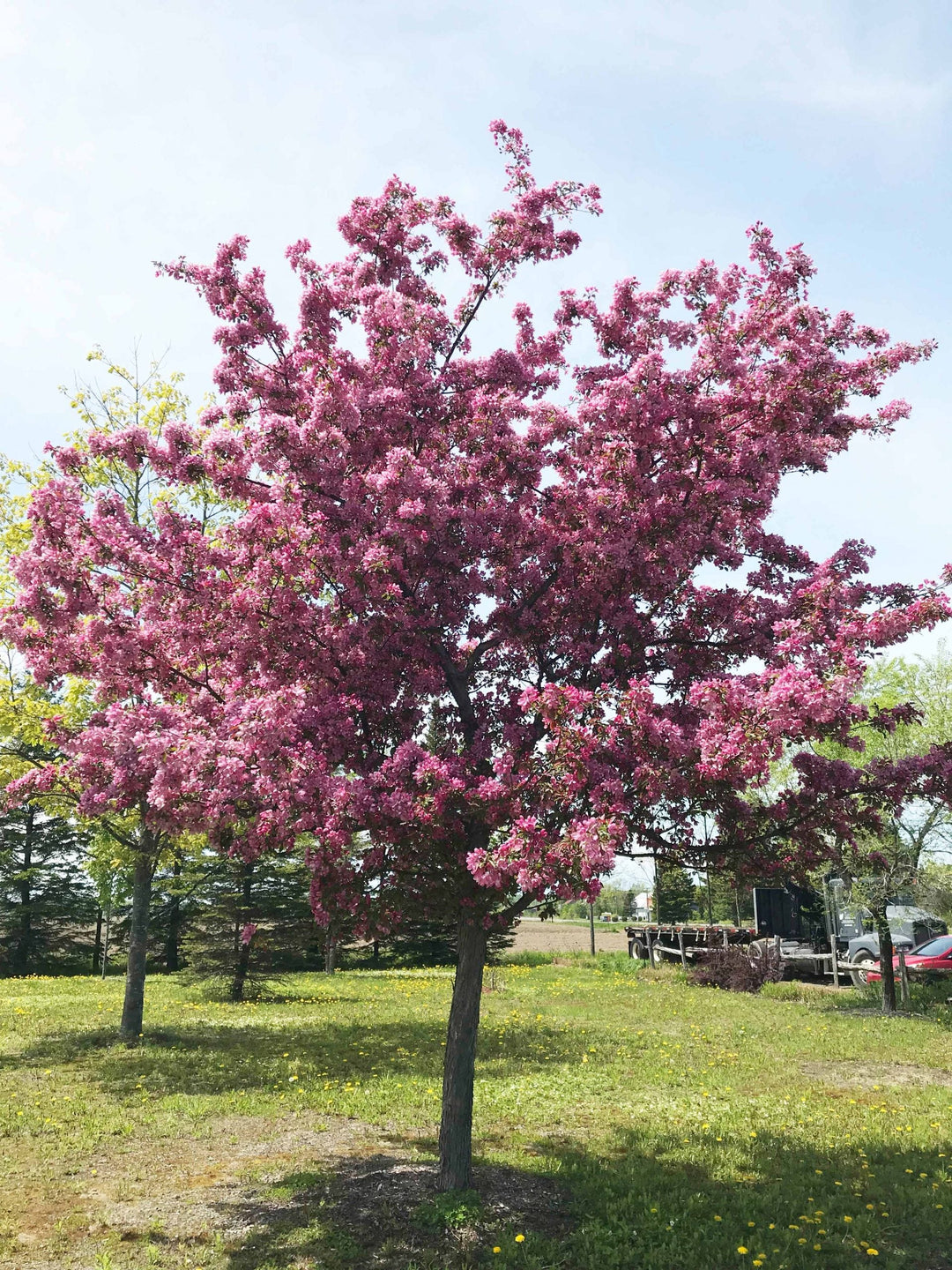 Makamik Crabapple