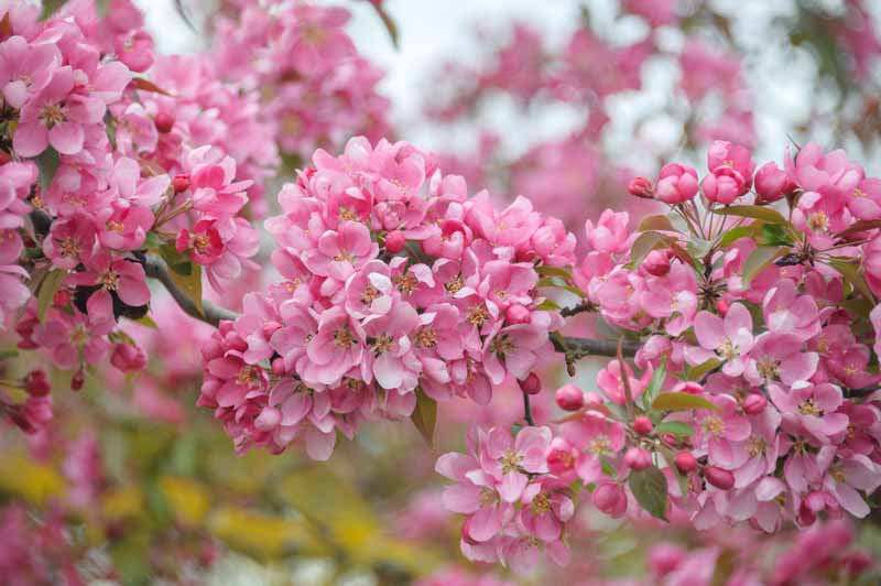 Profusion Crabapple