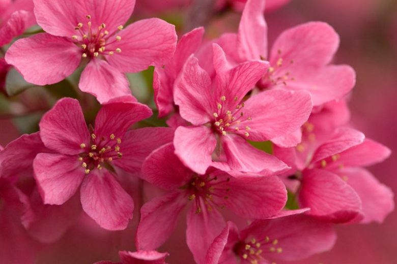 Prairifire Crabapple