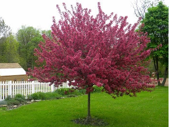 Red Splendor Crabapple
