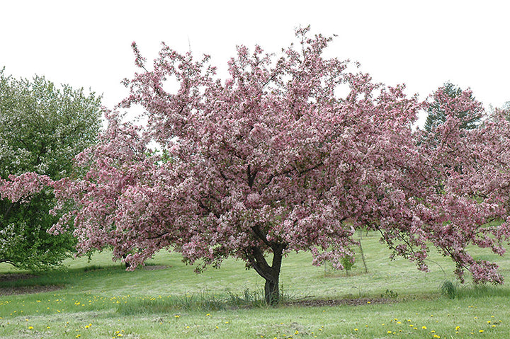 Robinson Crabapple