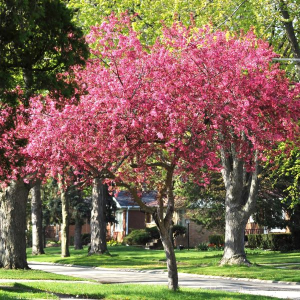 Robinson Crabapple