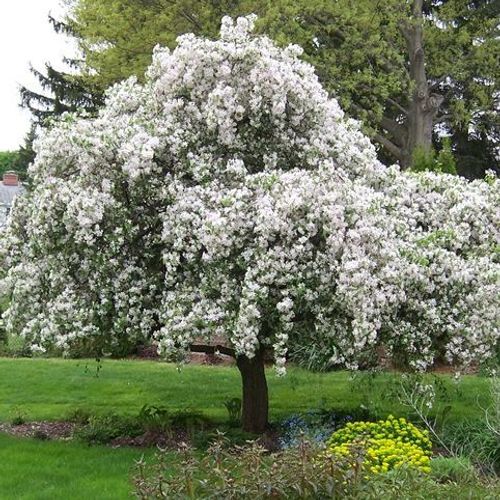 Red Jade Crabapple