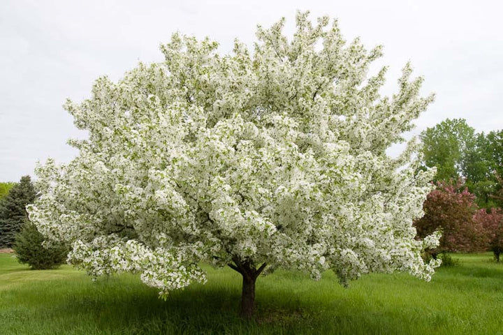 Snowdrift Crabapple