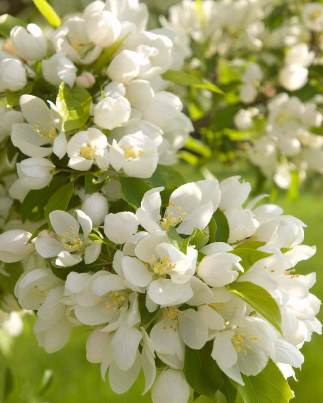Spring Snow Crabapple