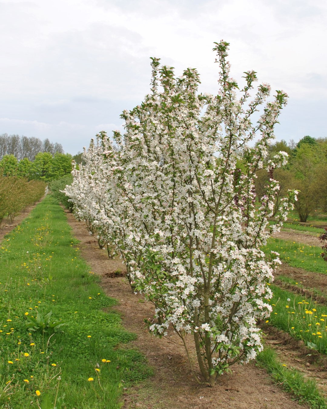 White Angel Crabapple