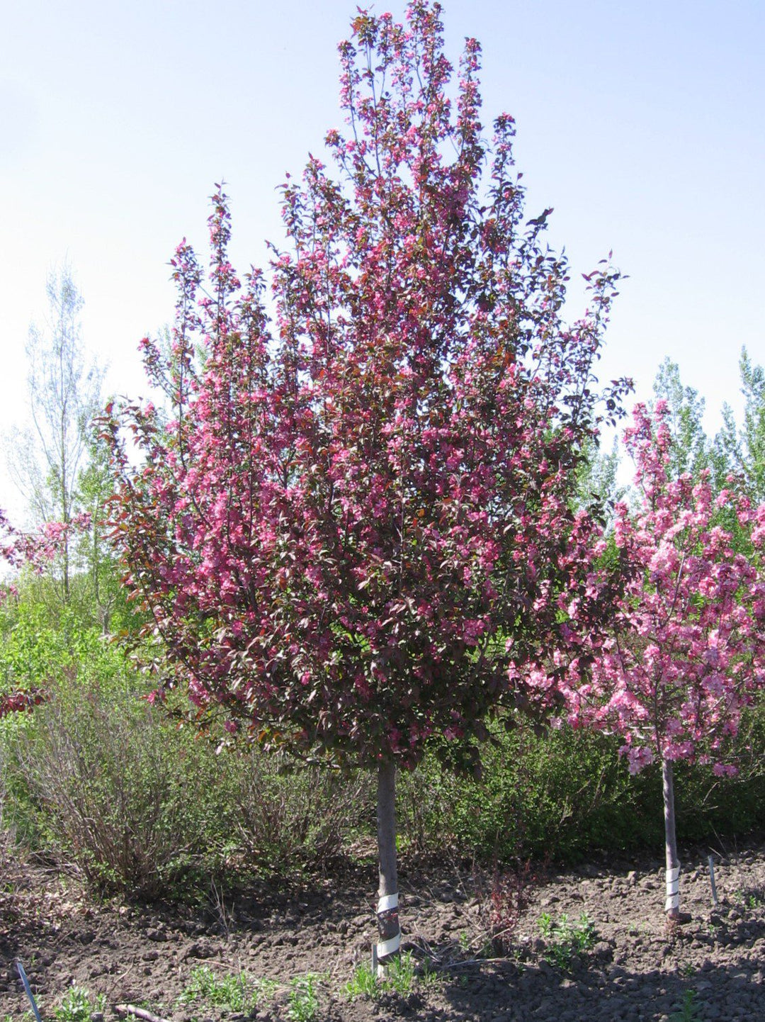 Royal Mist® Crabapple