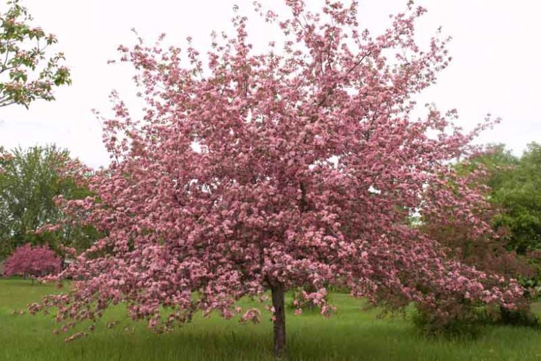 Brandywine® Crabapple