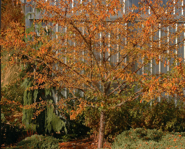 Golden Raindrops® Crabapple