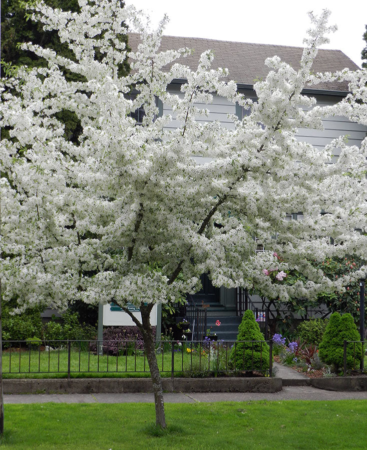 Golden Raindrops® Crabapple