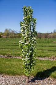 Green Wall® Crabapple