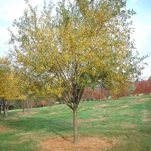 Harvest Gold® Crabapple