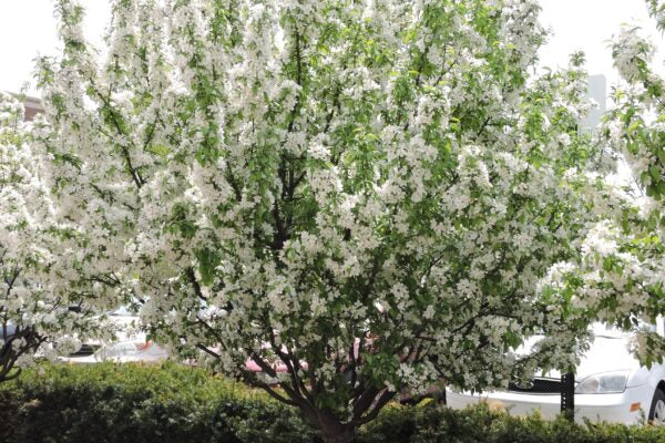 Lancelot® Crabapple, Dwarf Crab Apple