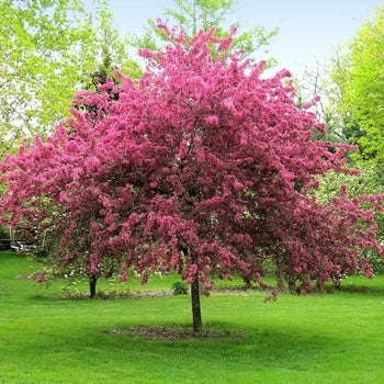 Purple Gem Crabapple