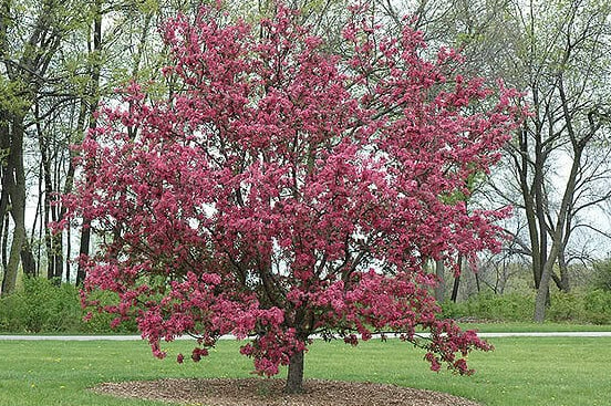 Red Barron Crabapple