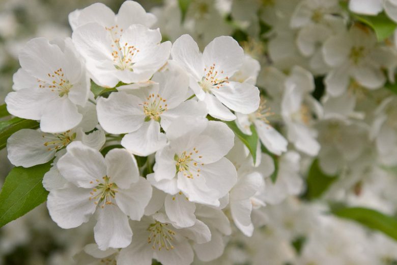 Snowdrift Crabapple