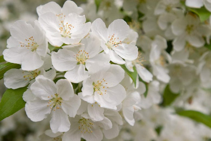 Snowdrift Crabapple