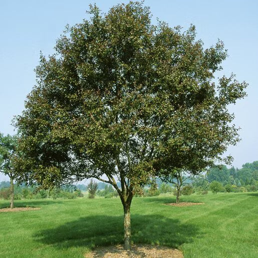 Velvet Pillar™ Crabapple