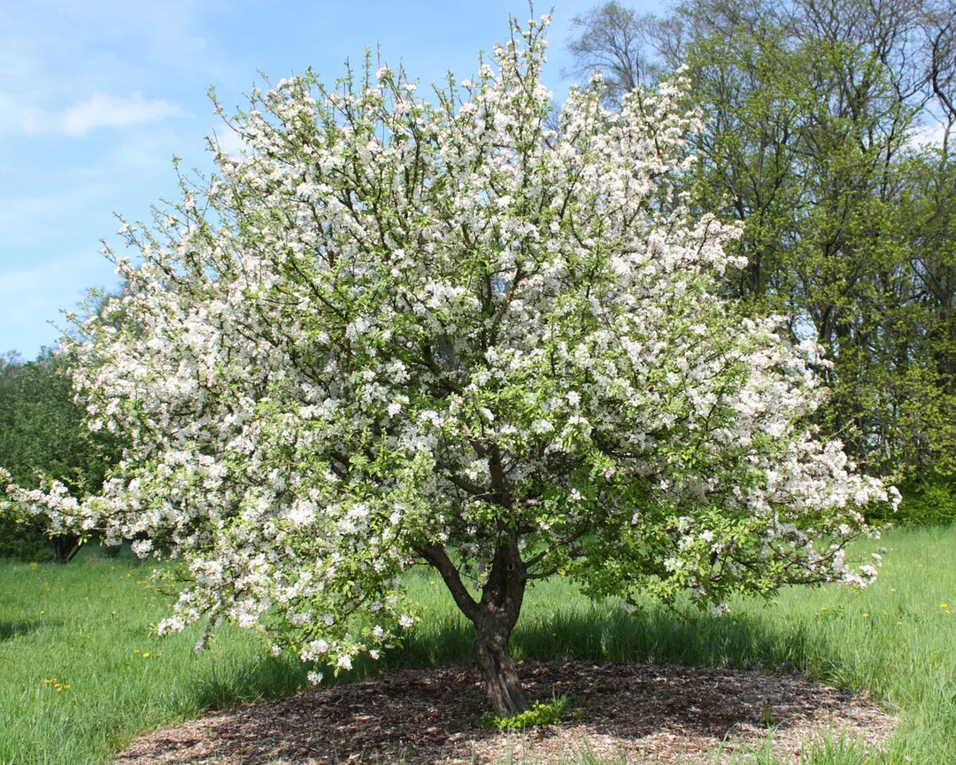 Rinki Crabapple