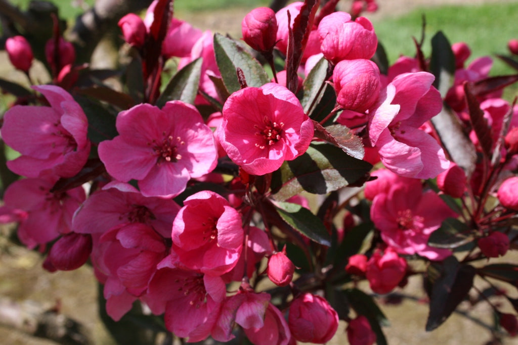 Royal Raindrops Crabapple