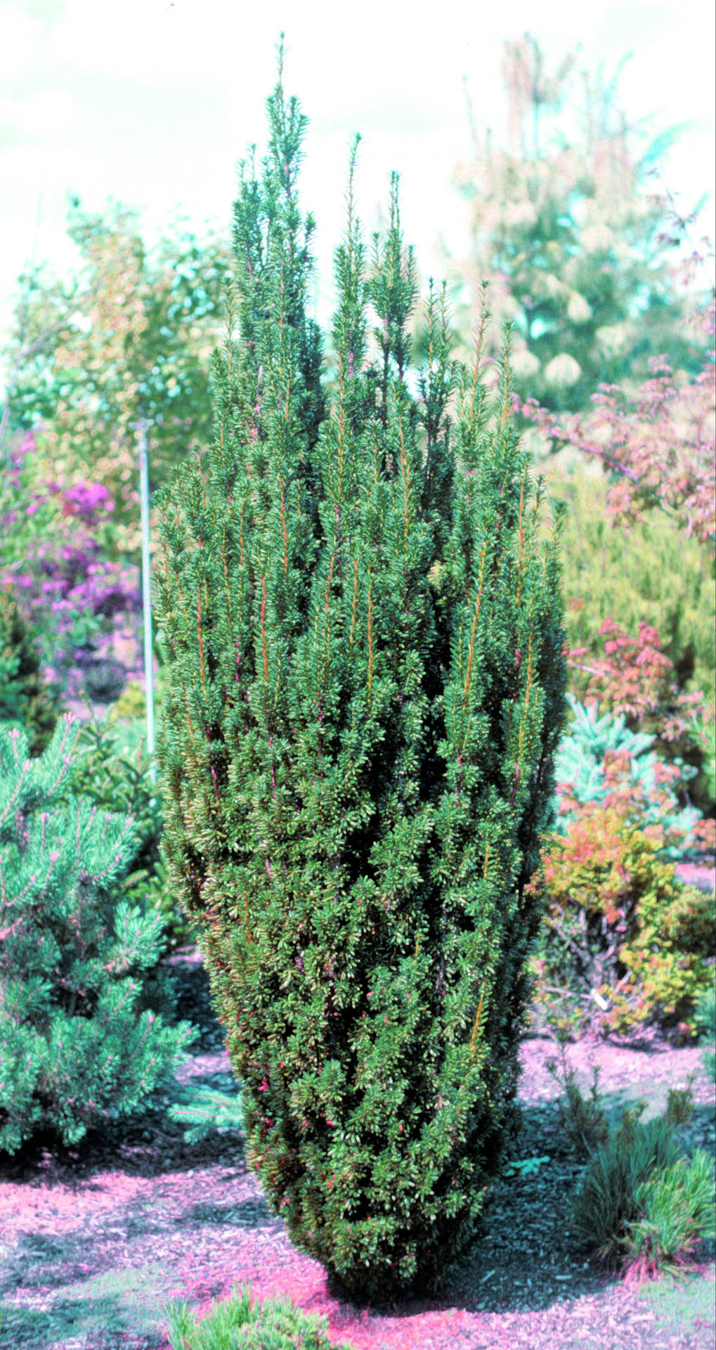 Maureen Columnar Yew