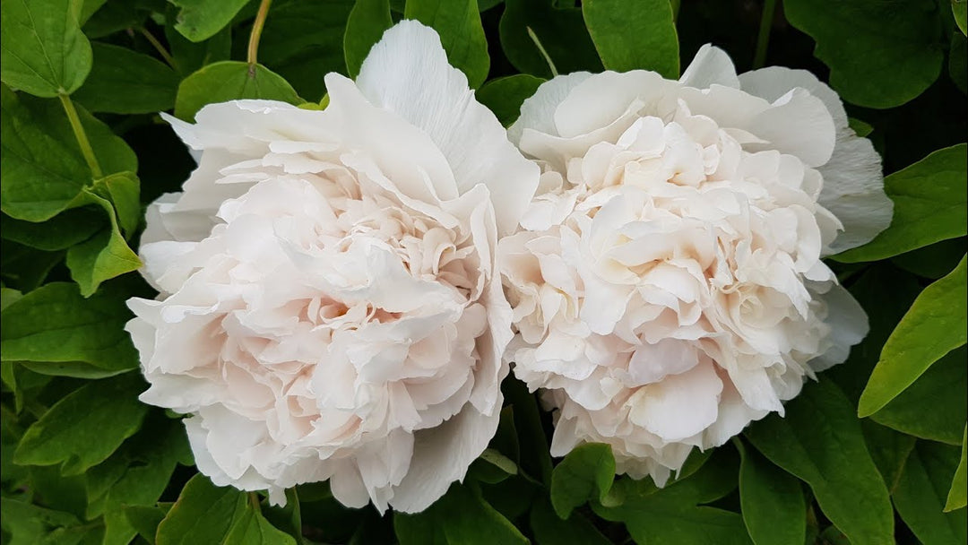 Bai Xue Ta Tree Paeonia