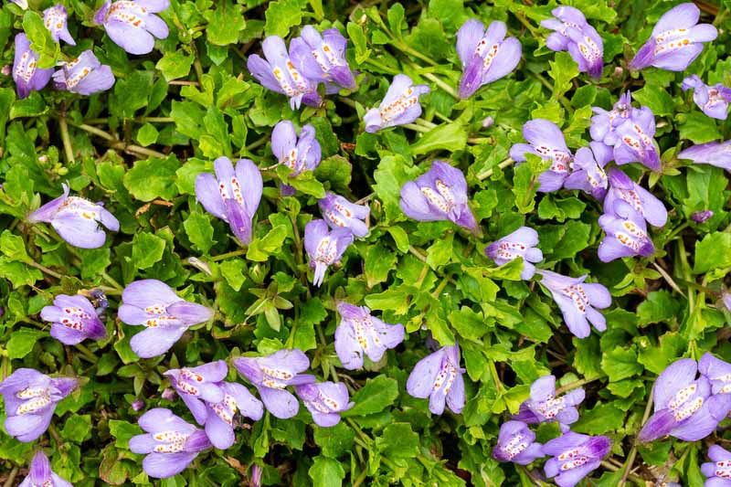 Mazus