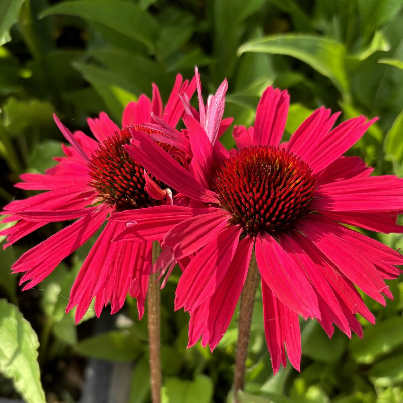 Meditation Red Coneflower