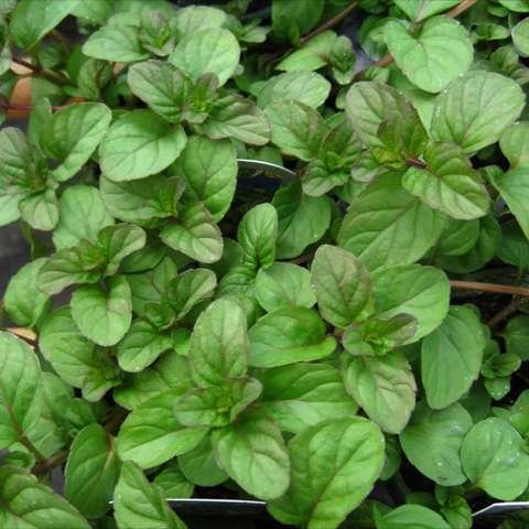 Orange Mint