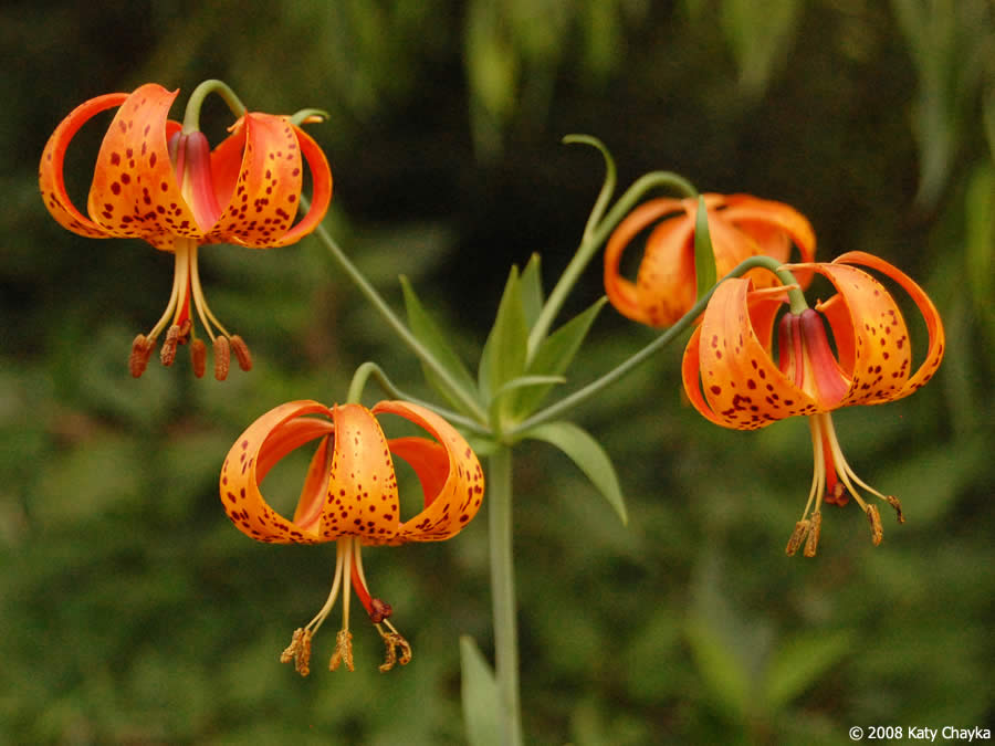 Michigan Lily