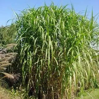 Giant Miscanthus, Giant Chinese Silver Grass, Giant Silver Grass