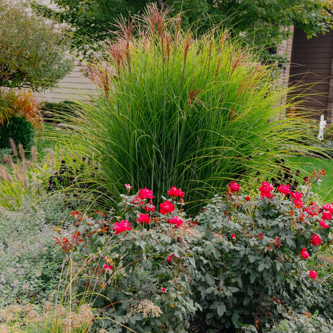 Purple Silver Grass, Purple Flame Grass, Flame Grass