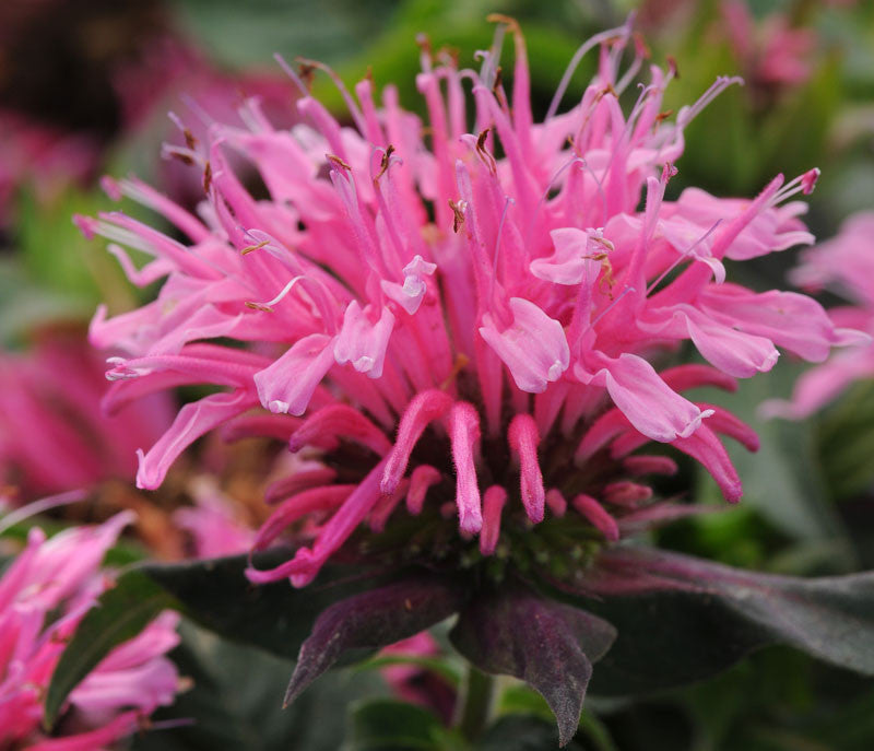 Balmy™ Pink Bee Balm, Bergamot