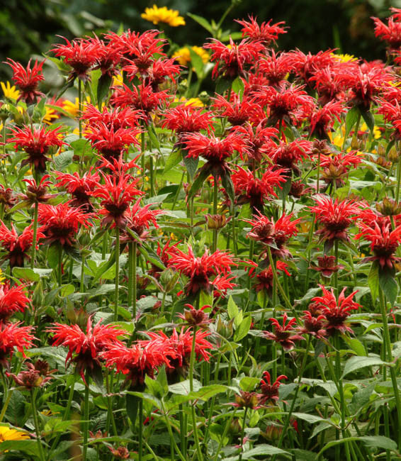 Jacob Cline Beebalm