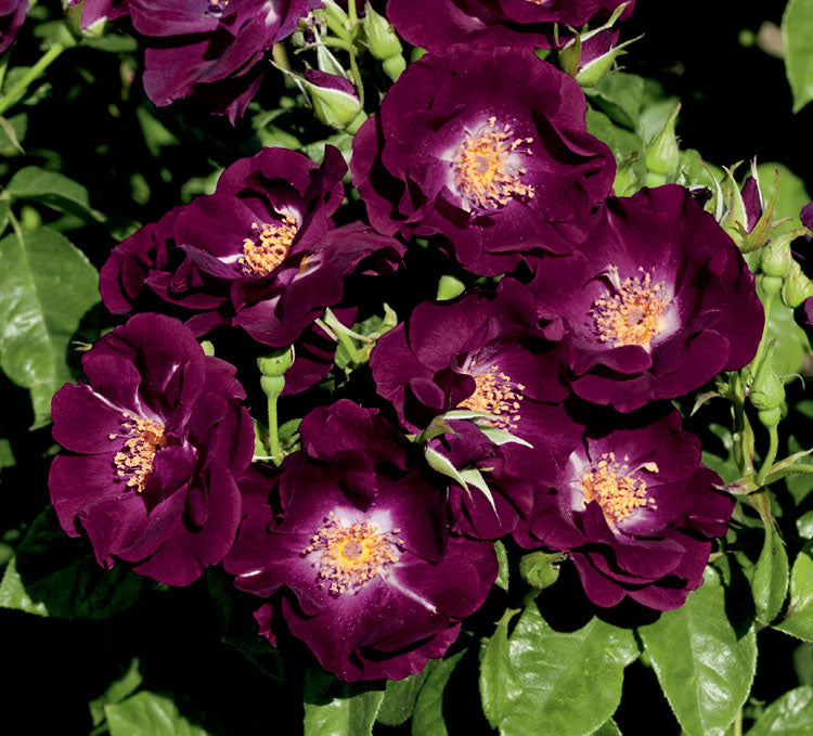 Night Owl™ Climbing Rose