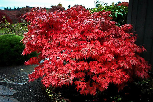 Oregon Sunset Japanese Maple