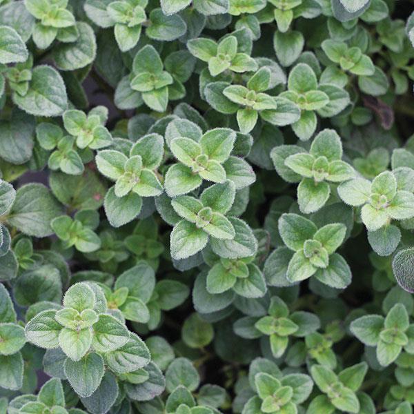 Hot &amp; Spicy Oregano