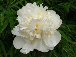 Bridal Shower Peony