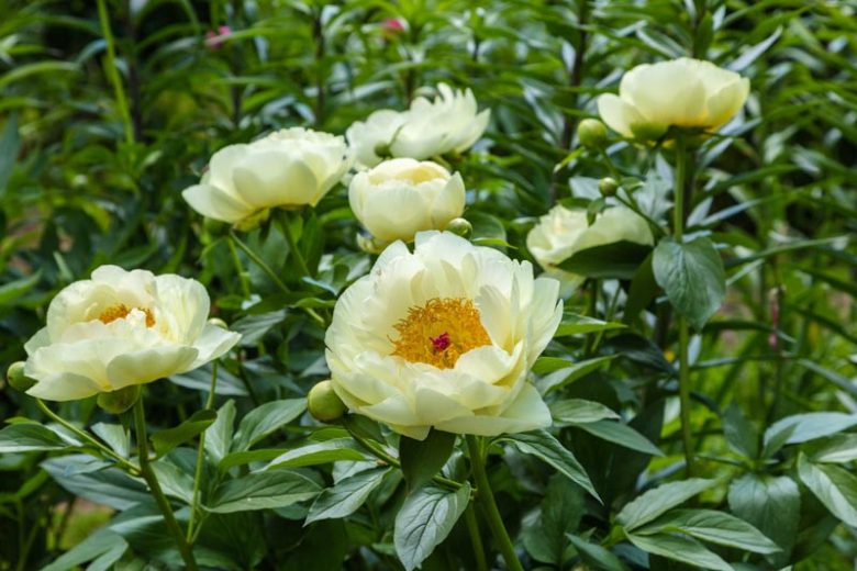 Peony Lemon Chiffon