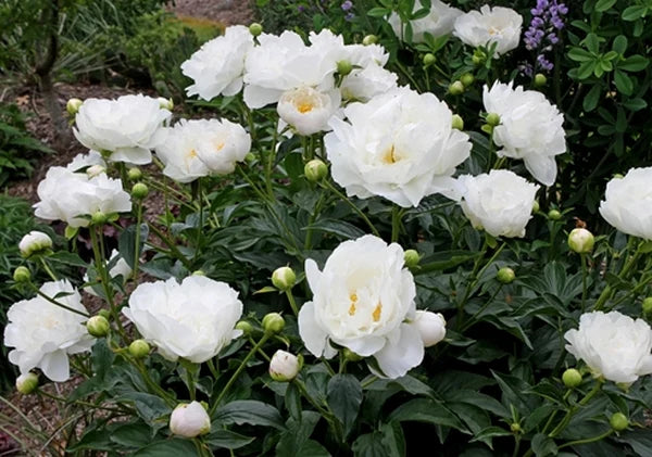 Peony Miss America