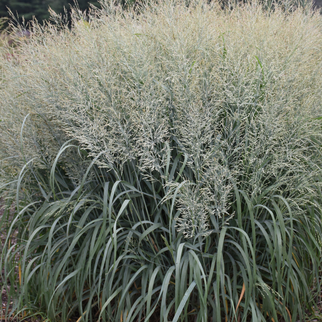 Niagara Falls® Switch Grass