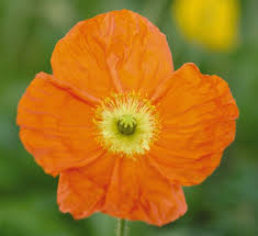 Champagne Bubbles Orange Iceland Poppy, Arctic Poppy