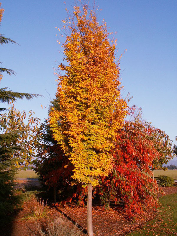 Golden BellTower™ Ironwood