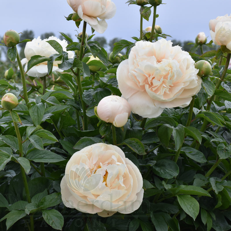Peony Pastelegance