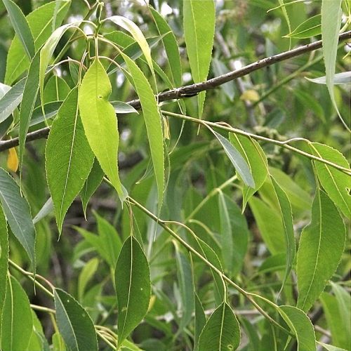 Peach-leaved Willow