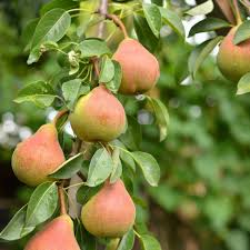 Golden Spice Pear