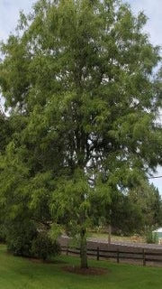 Perfection Honeylocust